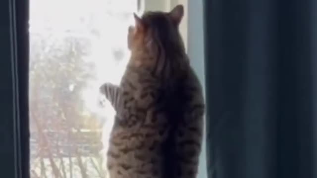 Best Funny Cats Fail Clips😹|| #funny Cute Cats Viral