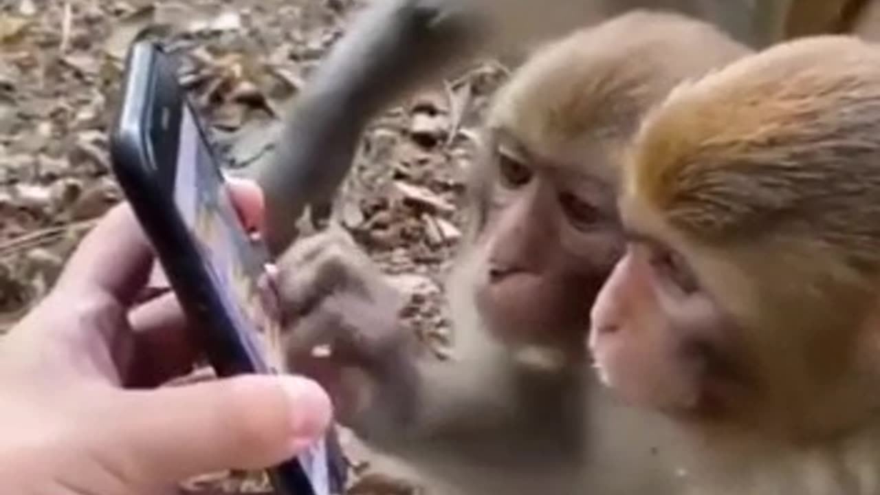 Modern Monkeys