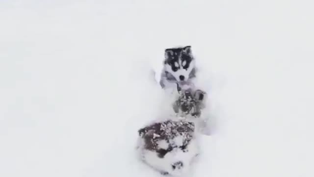 Snow-covered, three puppies chasing in the snow.