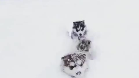 Snow-covered, three puppies chasing in the snow.