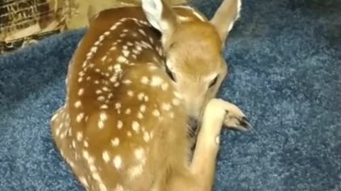 BABY DEER