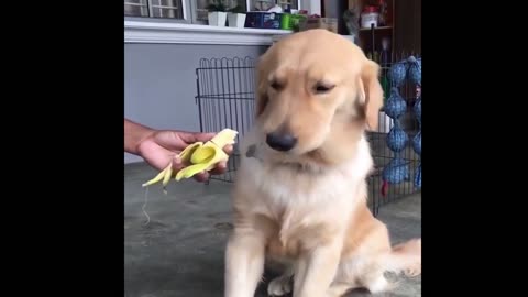 the most incredible, cute and funny videos of pets