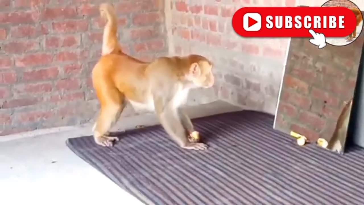 Funny monkey