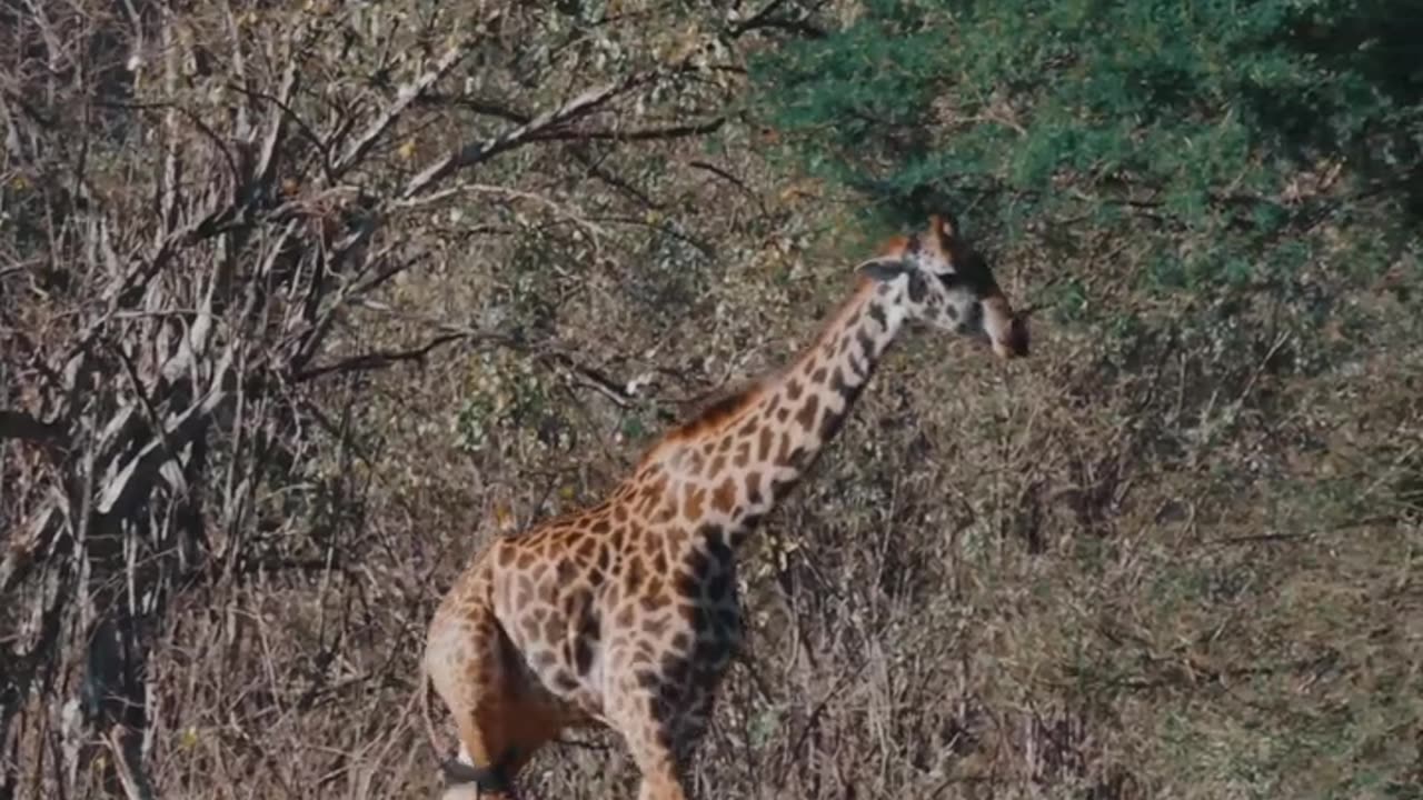 Giraffe Walking in Savannah