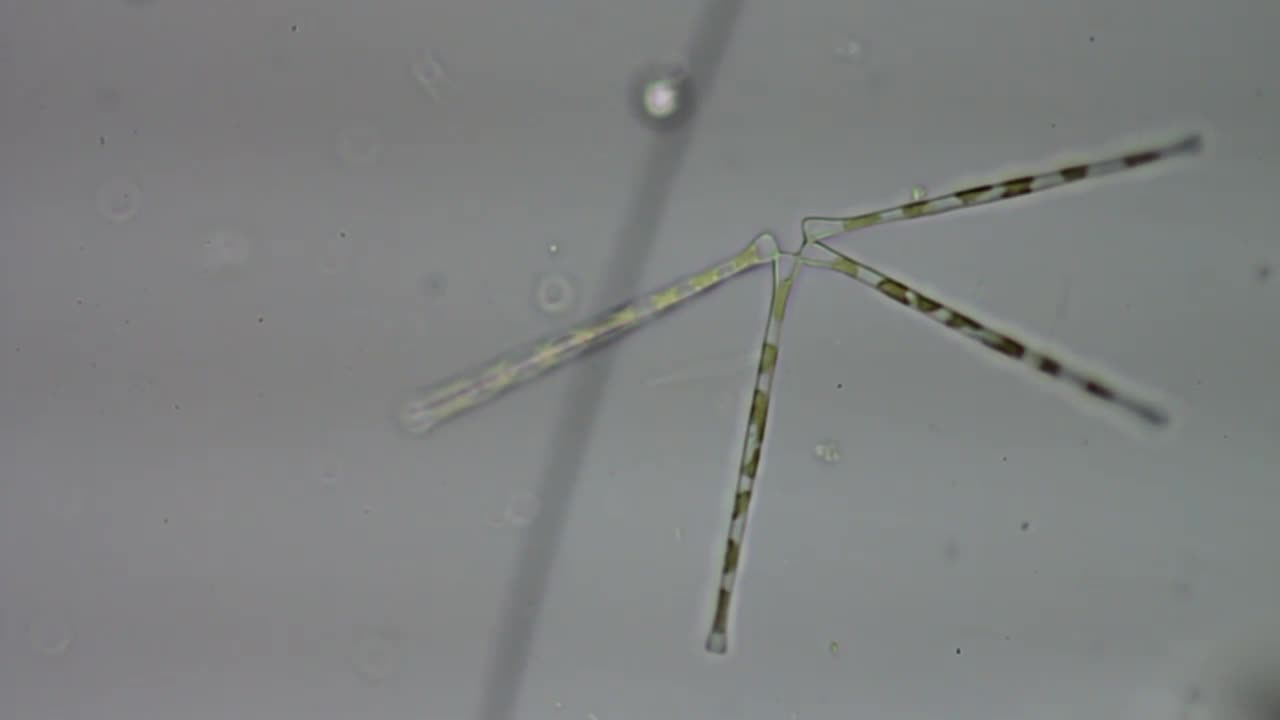 Mississippi River Diatoms