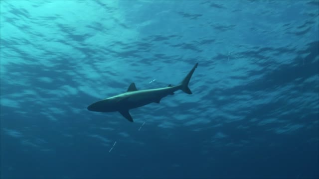 Grey Reef Shark