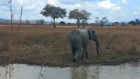 Elephant 🐘 bathroom