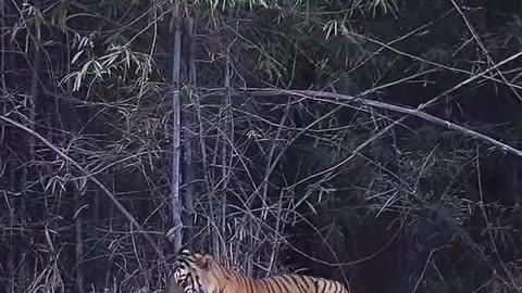 Tiger with Baby