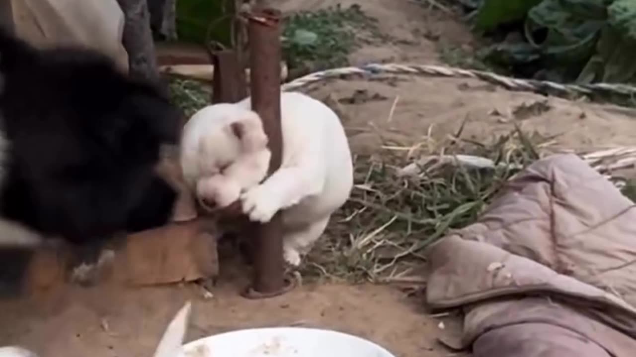 Animal#fun