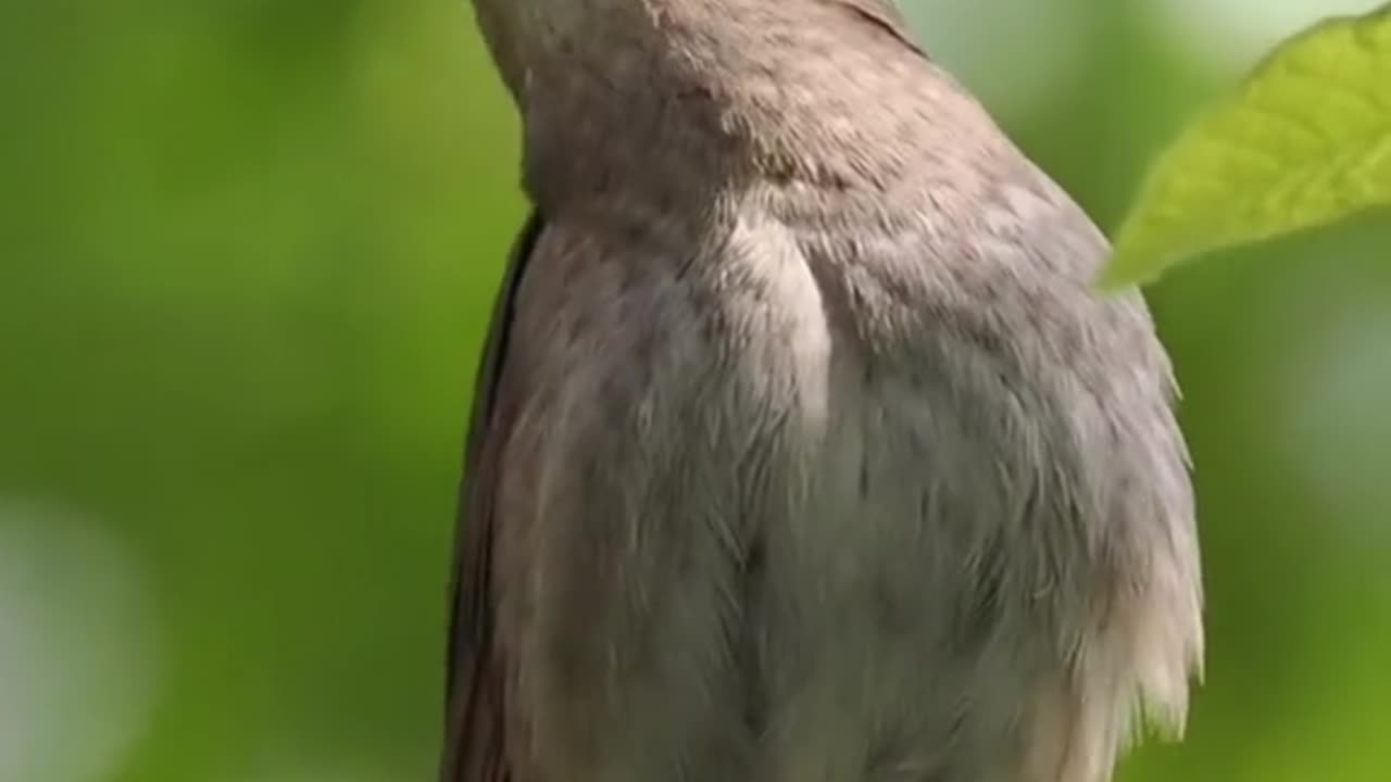 Bird Amazing