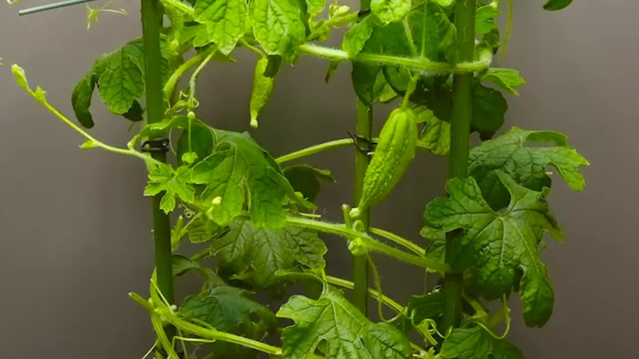 Growing Bitter Gourd - Time Lapse