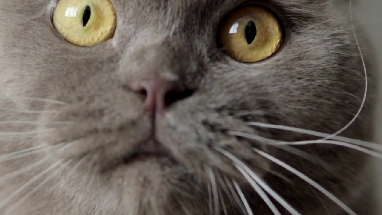 cat love
