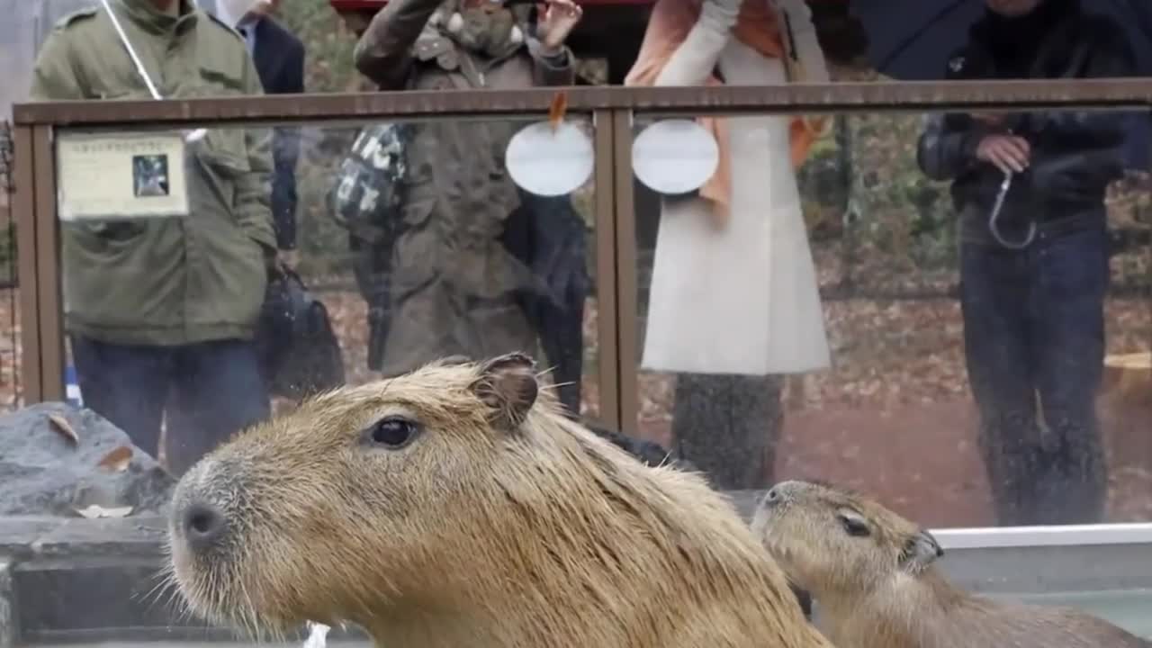 When the capybara enters the home, you will be blown away by his temper.