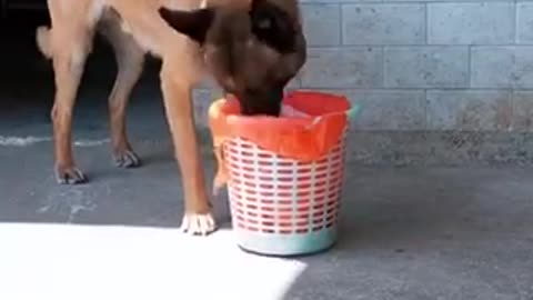 The smart Dog