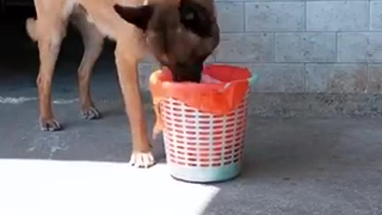 The smart Dog