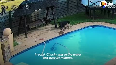 Hero Dog Saves His Tiny Best Friend From Drowning | The Dodo