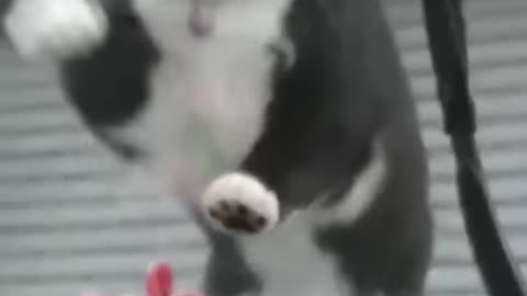 Cat funny video