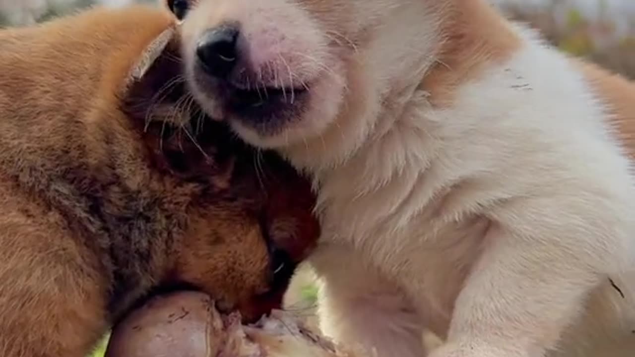 two puppy playing with each other