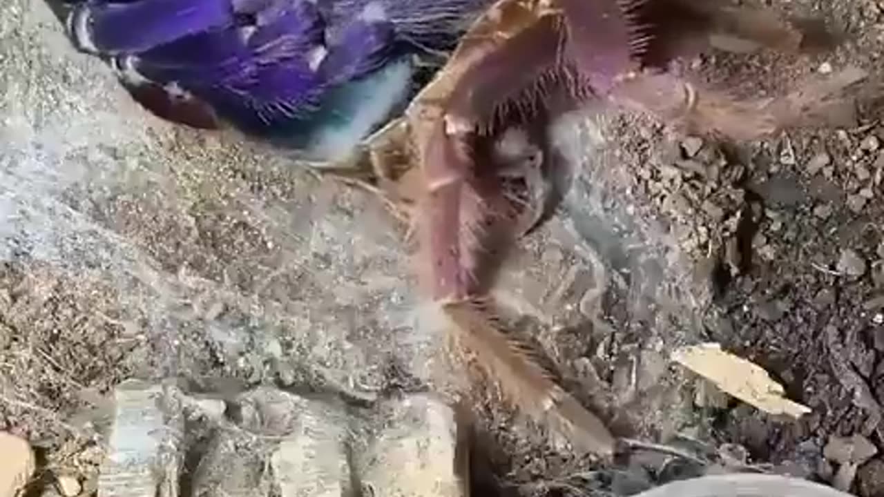 A tarantula shedding its exoskeleton