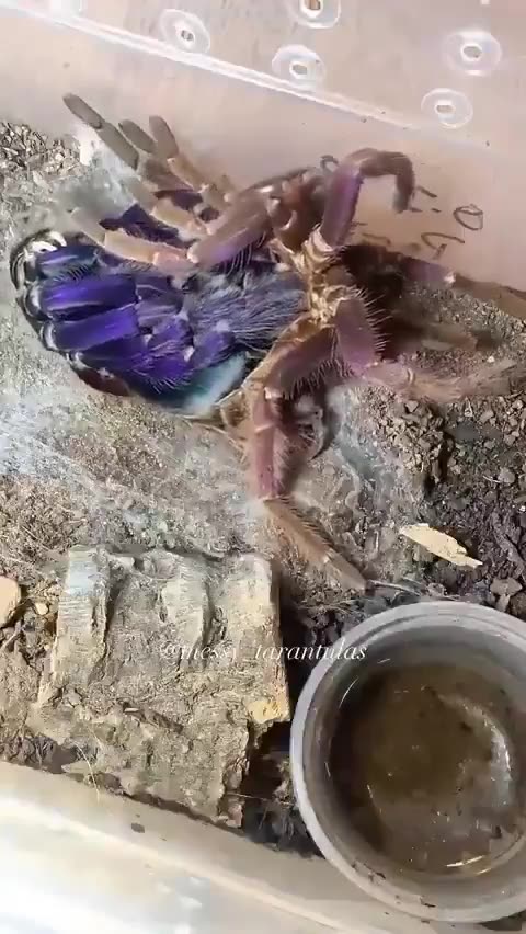 A tarantula shedding its exoskeleton