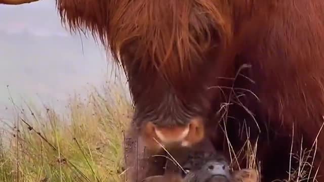 Highland Cow