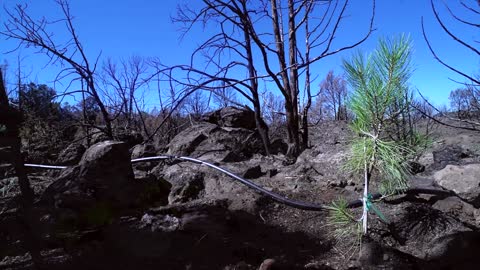Wildfire New Growth