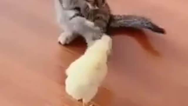 video lucu kucing vs ayam #shorts