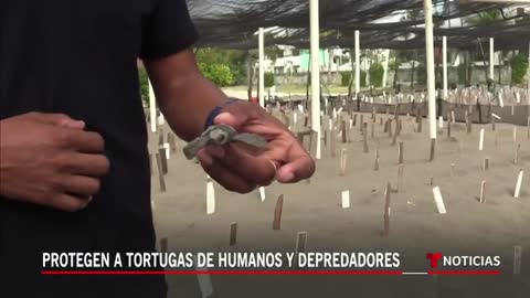 Así protegen a miles de huevos de tortuga del tráfico ilegal en México | Noticias Telemundo