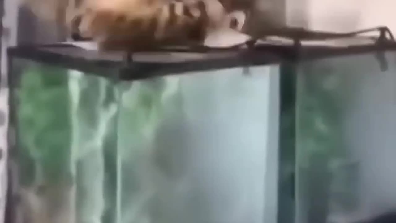 Funny video new 🤣🤣🤣🤣