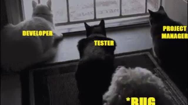 Funny Cat Watch This Short Video...