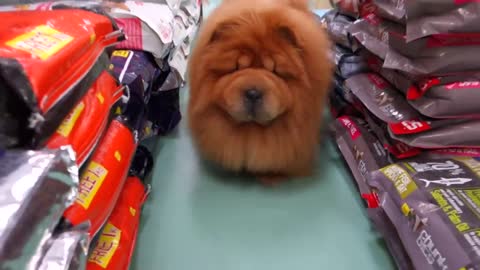 Hana's daily routine ❤❤ #Chow Chow