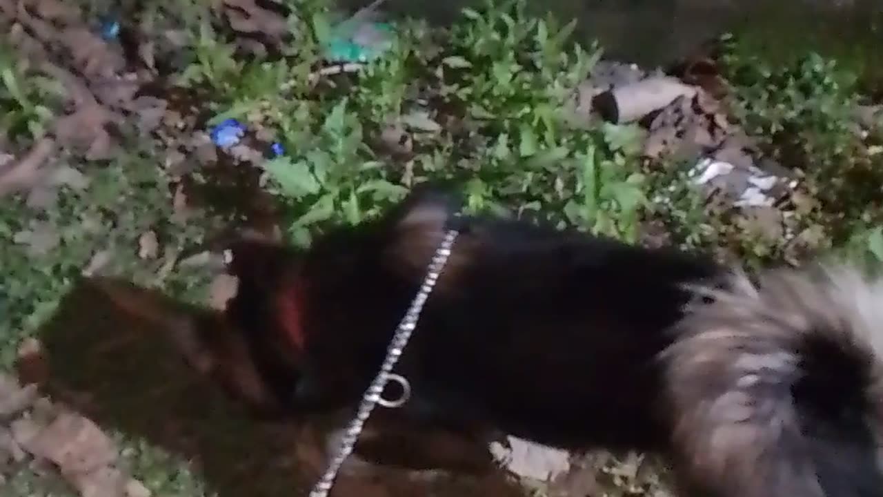 Night walk with Munukutu