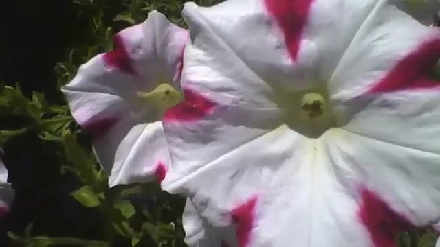 Lindas flores da petúnia branca e vermelha na floricultura, maravilhosas! [Nature & Animals]