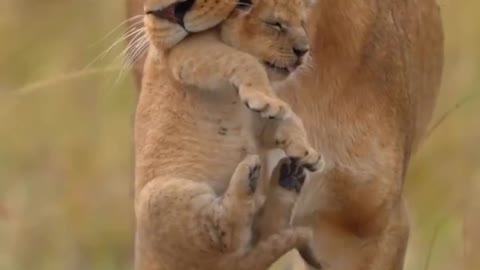 Watch as how Lion 🦁 caring her cub