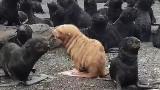 Is the seal?