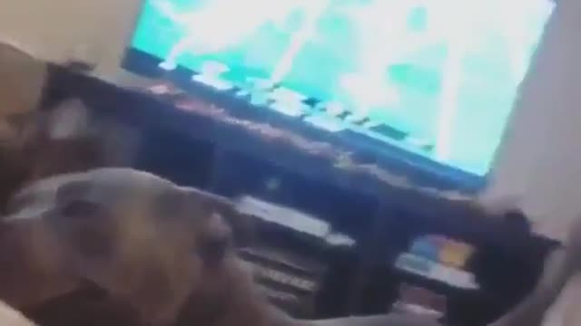 cat gives the pitbull good felling