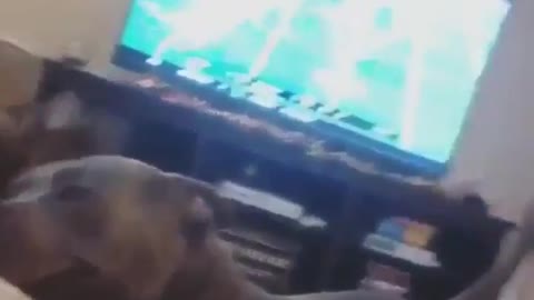 cat gives the pitbull good felling