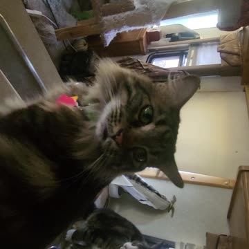 What will become of Gardner Mini Shoes,pappa?