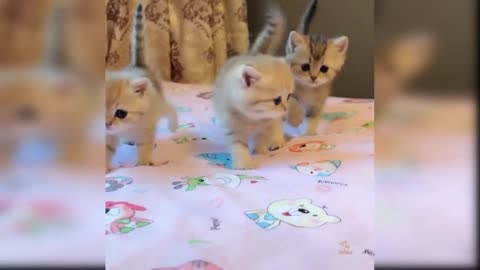 cute cat video | kitty videos | dogs video