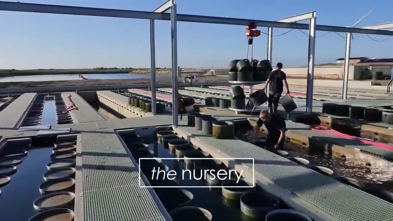 Billions of Mussels Raised By This Modern Technique - Mussel Farming Process and Harvesting 2023