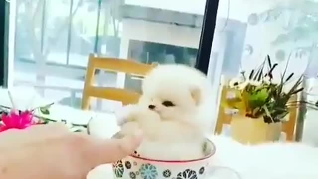 Cute puppy | funny dog
