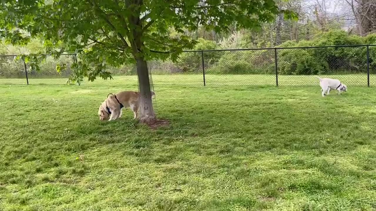 Wild life: aggressive animals/ dog 🐕 park in USA