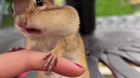 Feeding Peanuts to an Adorable Chipmunk Mom ｜｜ ViralHog