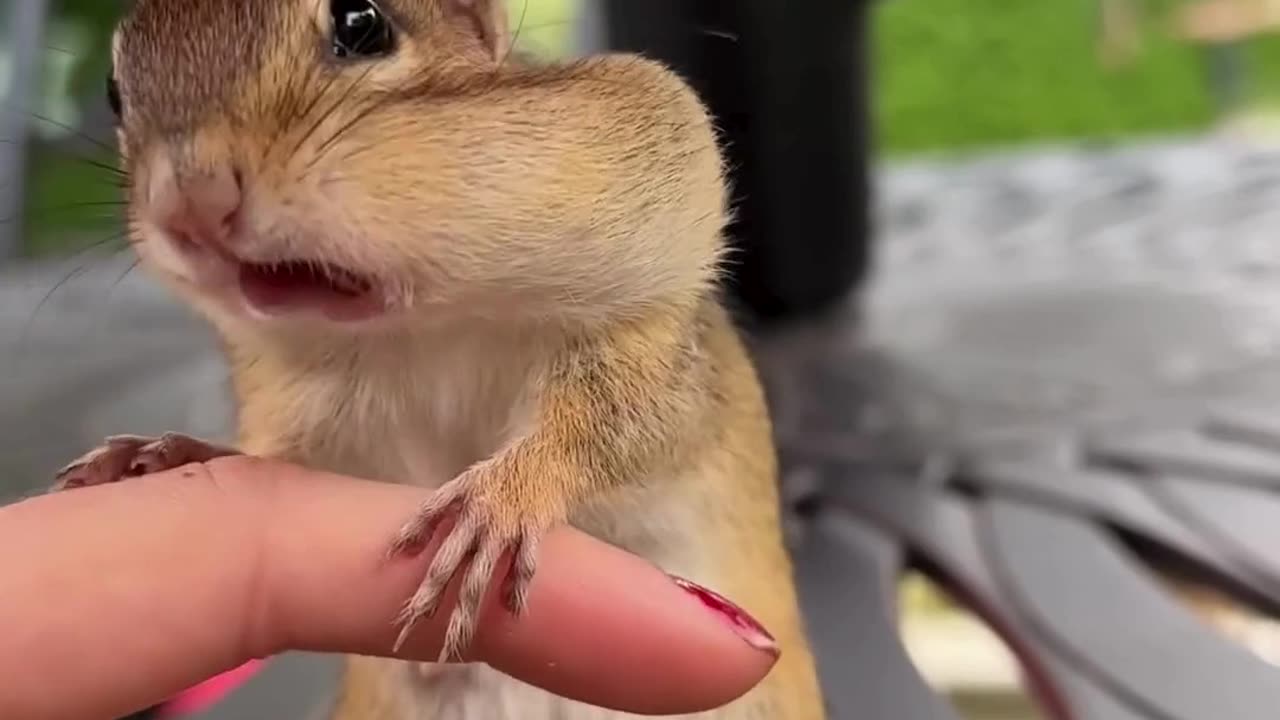 Feeding Peanuts to an Adorable Chipmunk Mom ｜｜ ViralHog