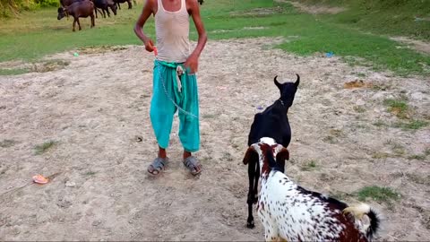 Goats playing in village