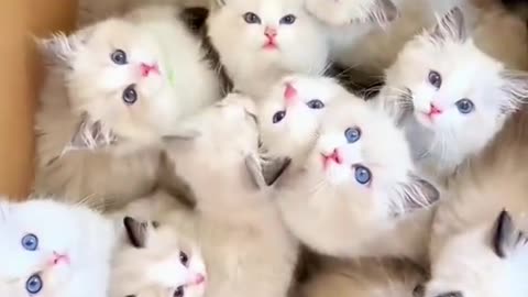 CUTIE KITTIES