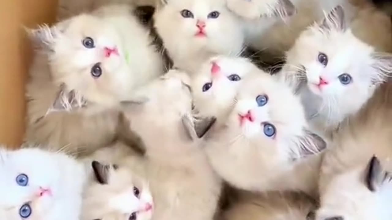 CUTIE KITTIES