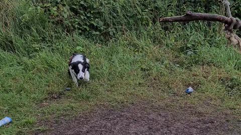 Mylo chasing the rope swing