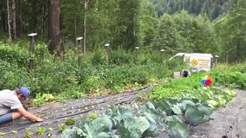 Berry Farm in Trentino - Italy