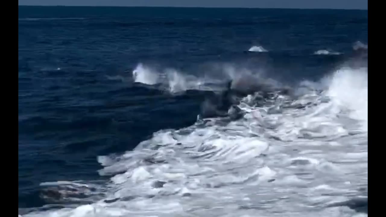 Bottlenose Dolphin chasing and surfing